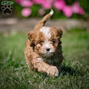 Mickey, Cavapoo Puppy