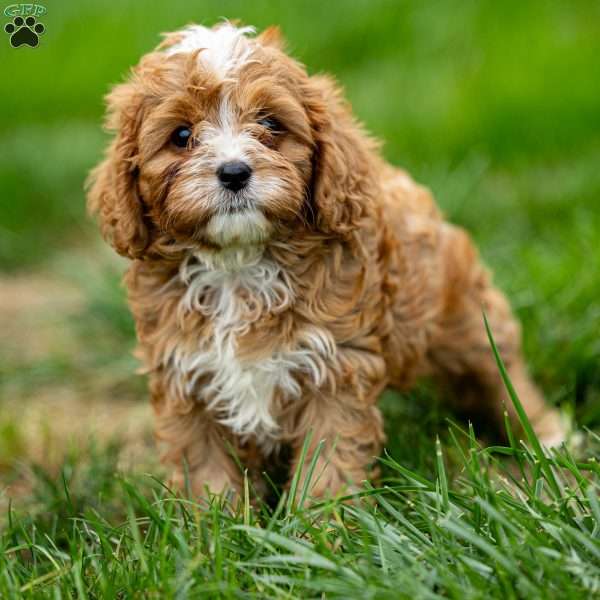 Mickey, Cavapoo Puppy