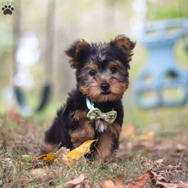 Mickey, Yorkie-Chon Puppy