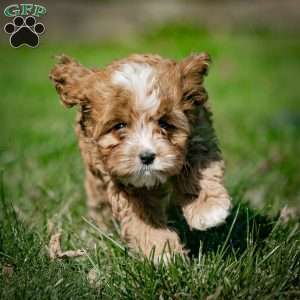 Mickey, Cavapoo Puppy