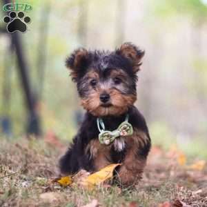 Mickey, Yorkie-Chon Puppy