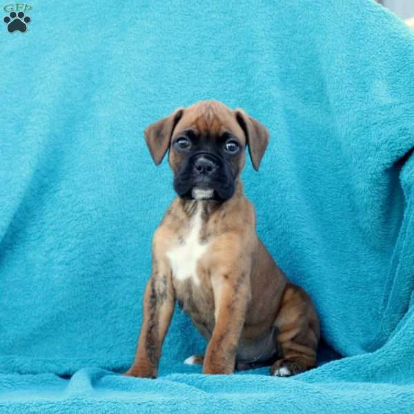 Mickey, Boxer Puppy