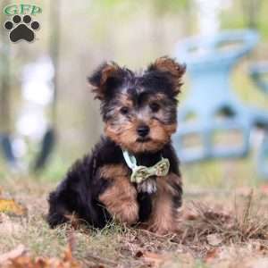 Mickey, Yorkie-Chon Puppy