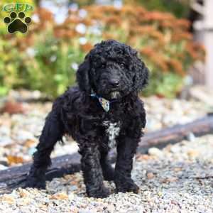 Midnight, Standard Poodle Puppy