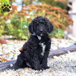 Midnight, Standard Poodle Puppy