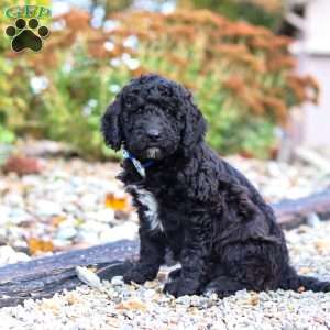 Midnight, Standard Poodle Puppy