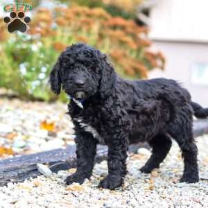 Midnight, Standard Poodle Puppy