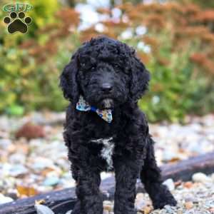 Midnight, Standard Poodle Puppy