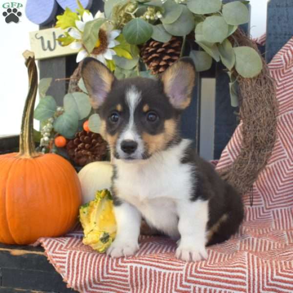 Midnight, Pembroke Welsh Corgi Puppy