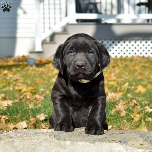 Midnight, Black Labrador Retriever Puppy