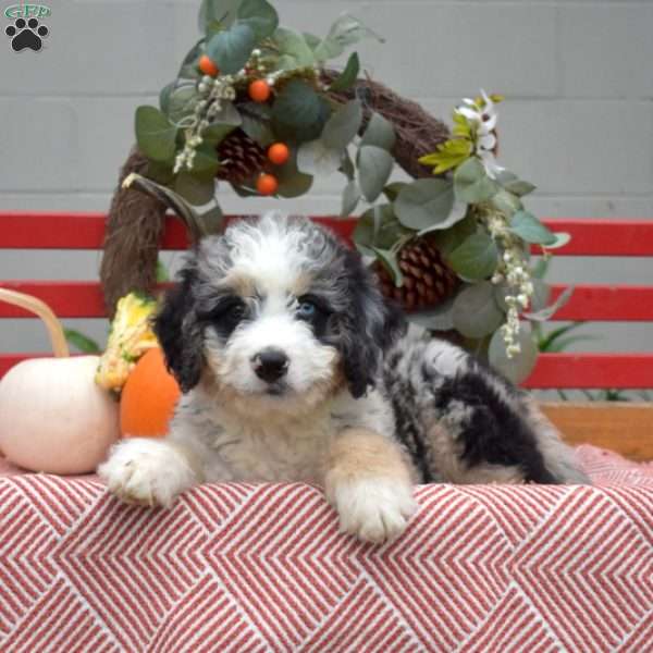 Midnight, Mini Bernedoodle Puppy