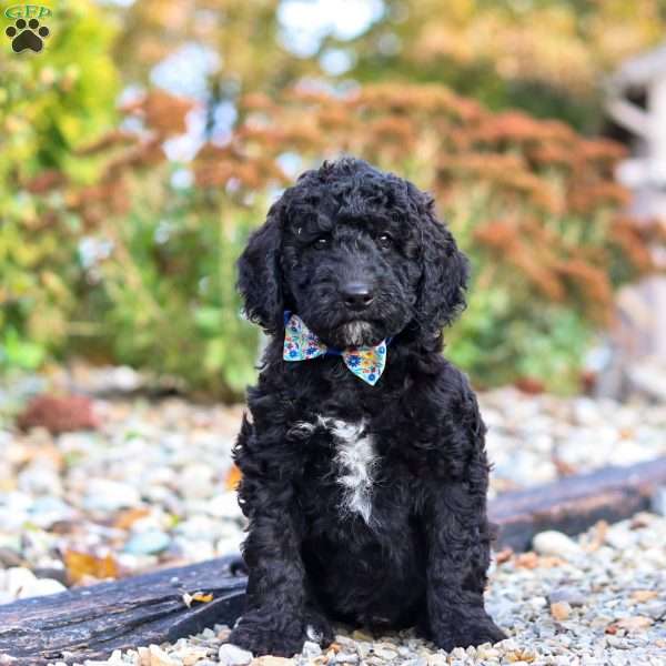 Midnight, Standard Poodle Puppy