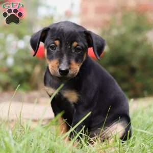 Mike, Miniature Pinscher Puppy