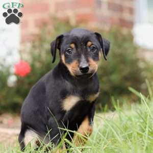 Mike, Miniature Pinscher Puppy