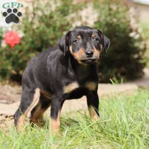 Mike, Miniature Pinscher Puppy