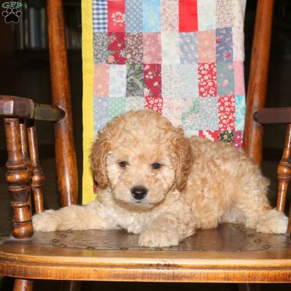 Mike, Cockapoo Puppy