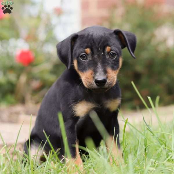 Mike, Miniature Pinscher Puppy