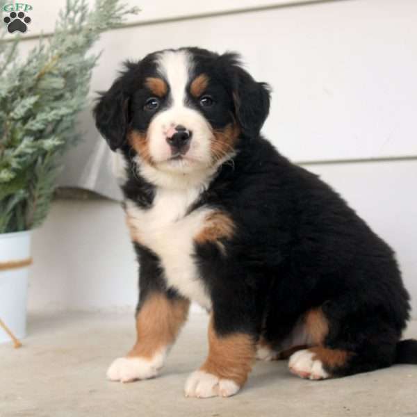 Miles, Bernese Mountain Dog Puppy