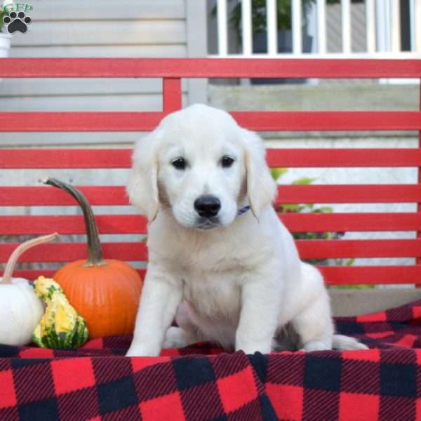 Miles, English Cream Golden Retriever Puppy