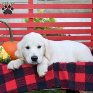 Miles, English Cream Golden Retriever Puppy