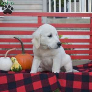 Miles, English Cream Golden Retriever Puppy