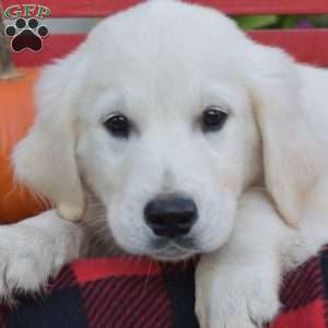 Miles, English Cream Golden Retriever Puppy