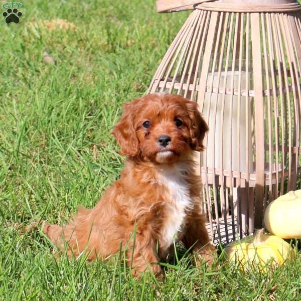 Miley, Cavapoo Puppy