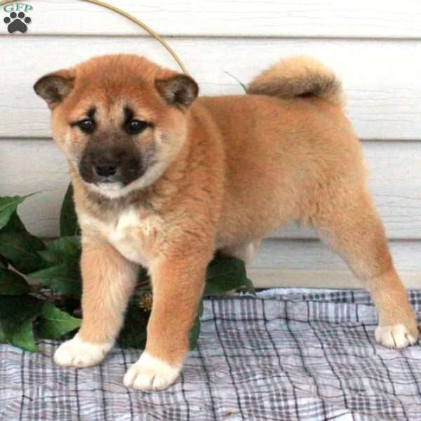 Miley, Shiba Inu Puppy