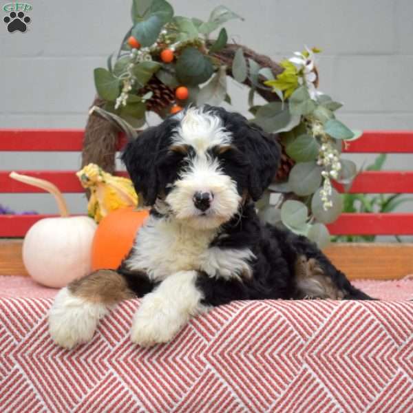 Miley, Mini Bernedoodle Puppy