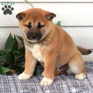 Miley, Shiba Inu Puppy