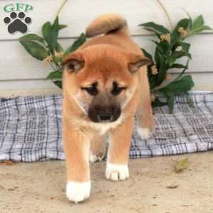 Miley, Shiba Inu Puppy