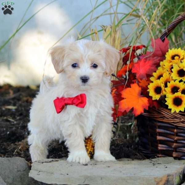 Millie, Maltipoo Puppy