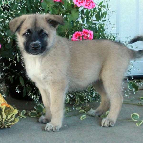 Millie, Belgian Malinois Mix Puppy