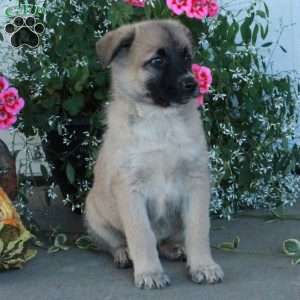 Millie, Belgian Malinois Mix Puppy