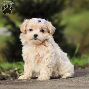 Milly, Maltipoo Puppy