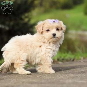 Milly, Maltipoo Puppy