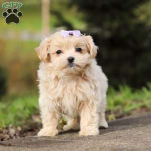 Milly, Maltipoo Puppy