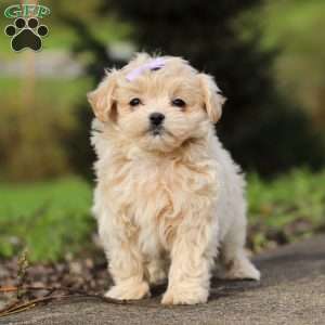 Milly, Maltipoo Puppy