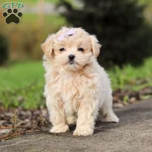 Milly, Maltipoo Puppy