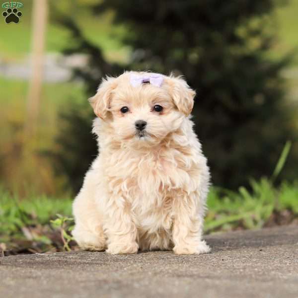 Milly, Maltipoo Puppy