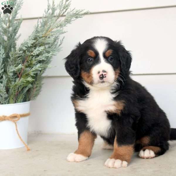 Milo, Bernese Mountain Dog Puppy