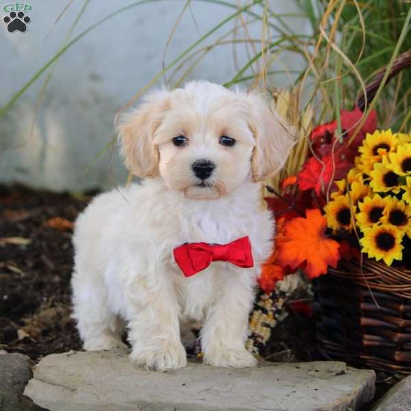 Milo, Maltipoo Puppy