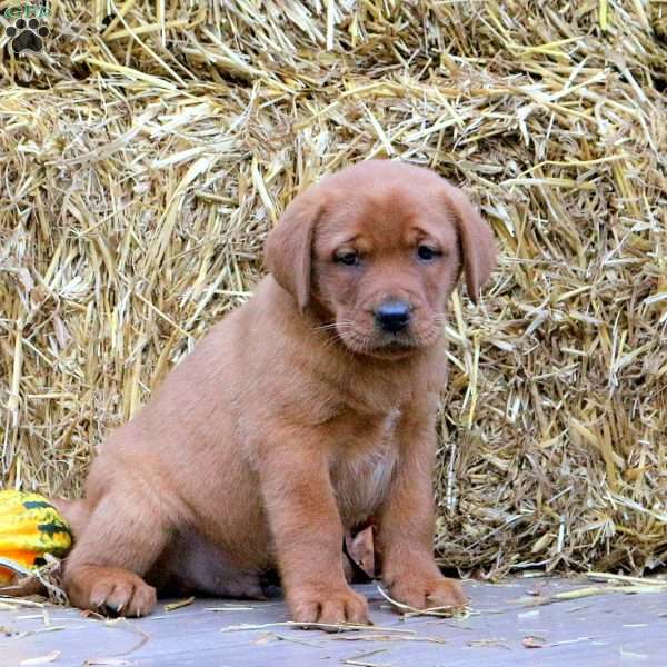 Milo, Fox Red Labrador Retriever Puppy