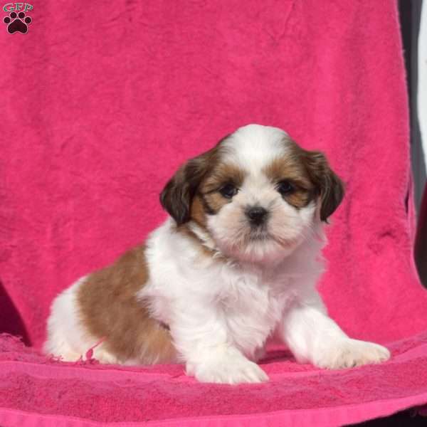 Milo, Shih Tzu Puppy