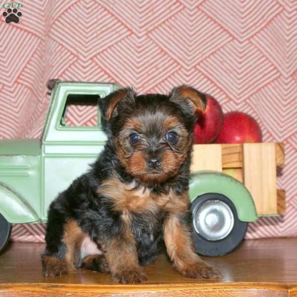 Milo, Yorkie Puppy