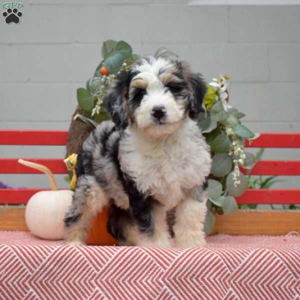 Milo, Mini Bernedoodle Puppy