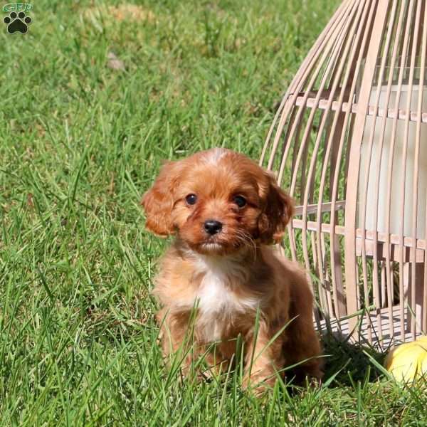 Milo, Cavapoo Puppy