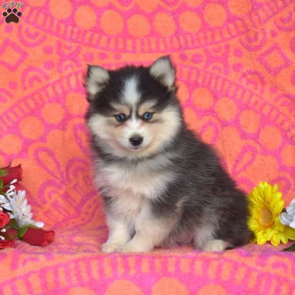 Milo, Pomsky Puppy