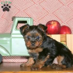 Milo, Yorkie Puppy