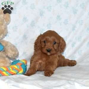 Milo, Cavapoo Puppy